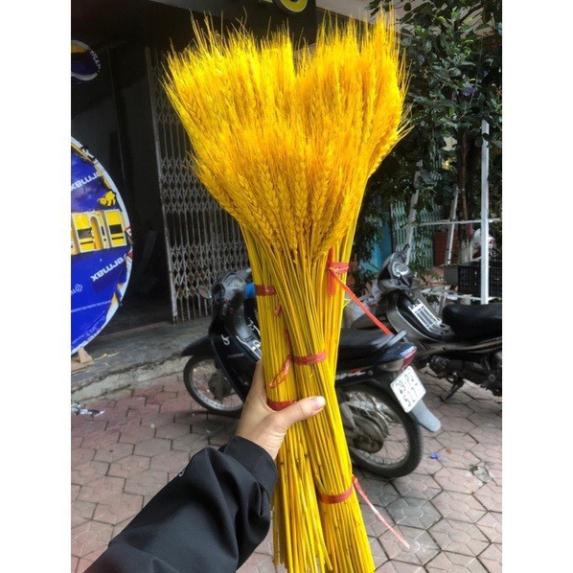 100 Bông lúa mạch vàng loại VIP 1 chụp ảnh hoặc trang trí nhà cửa, Bông Lúa Mạch Khô Decor Trang Trí - Tài Lộc