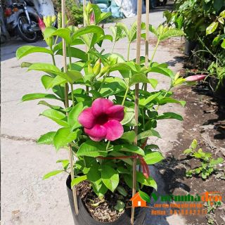 Cây huỳnh anh tím