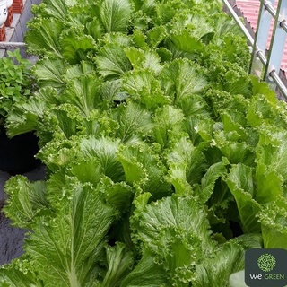 10-50g Hạt giống Cải Bẹ Mào Gà cao sản chọn lọc, muối dưa hay nấu canh đều ngon