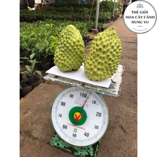 Cây na sầu riêng cao 50cm ra trái sau 12 tháng - Chuẩn F1.