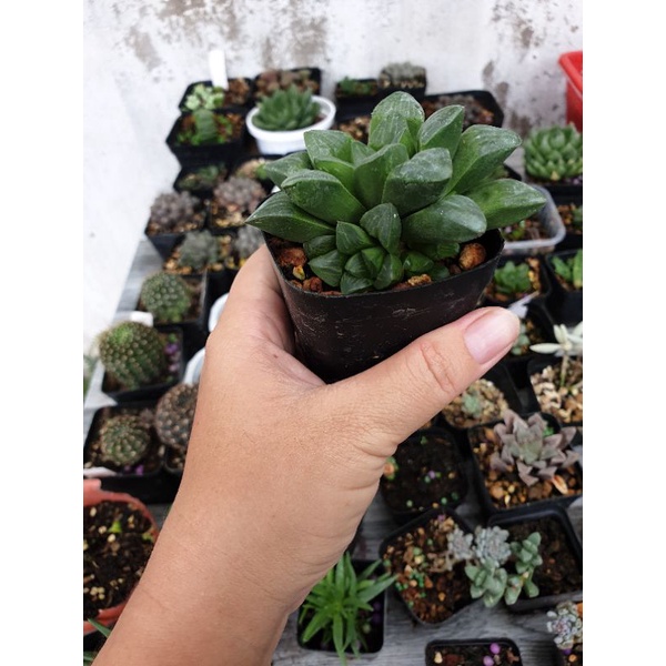 Sen đá Haworthia guốc xanh