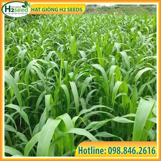 Combo 100g Cỏ Voi + 100g Cỏ Mobasa Ghine - Hạt giống chất lượng cao, nảy mầm tốt chuyên dùng trong chăn nuôi