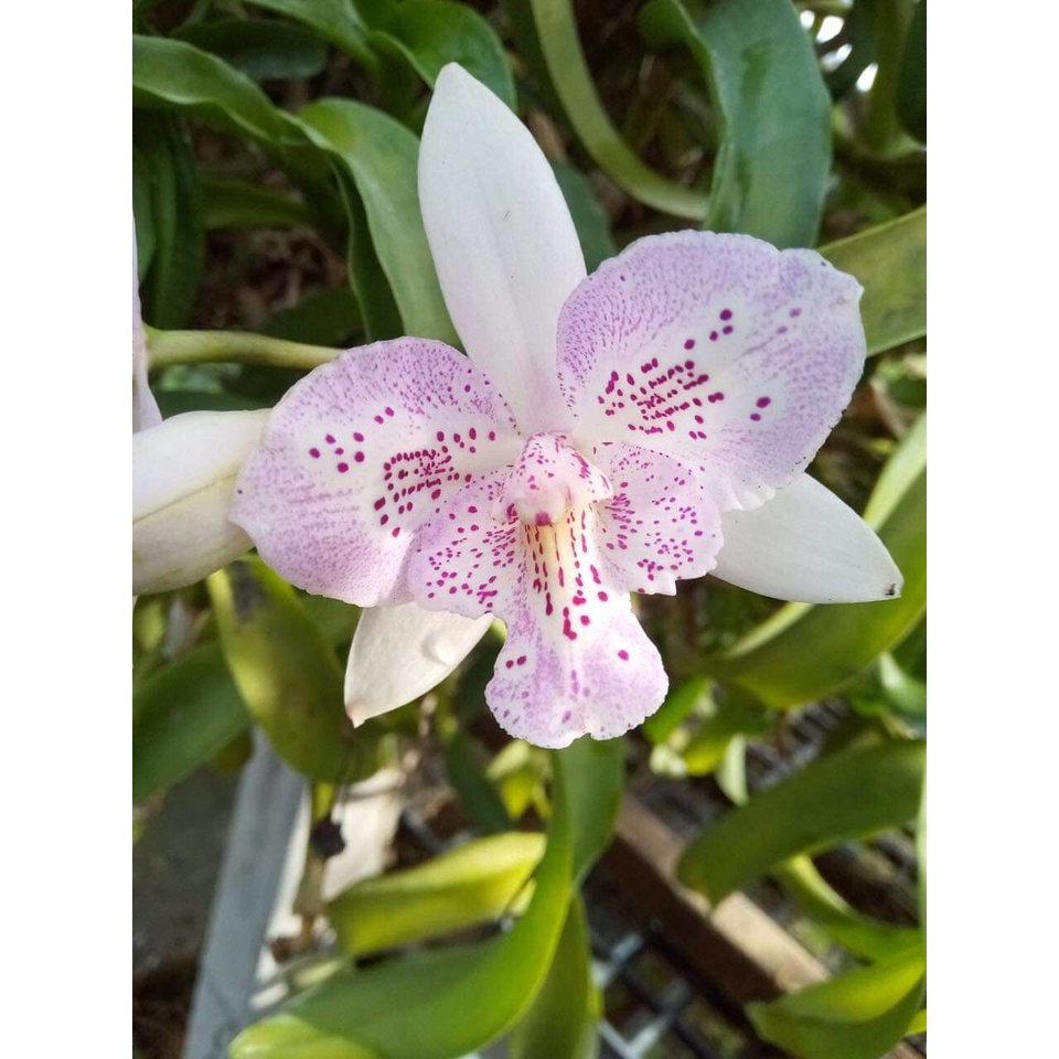 Hoa lan catt lai epi cây trưởng thành