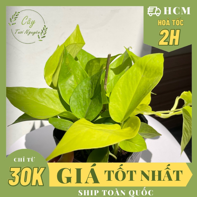 CÂY TRẦU BÀ VÀNG THÁI ,(cao 25cm), cây phong thủy để bàn mini GIÁ RẺ, lọc không khí, Cây Tươi Nguyên CTN0430