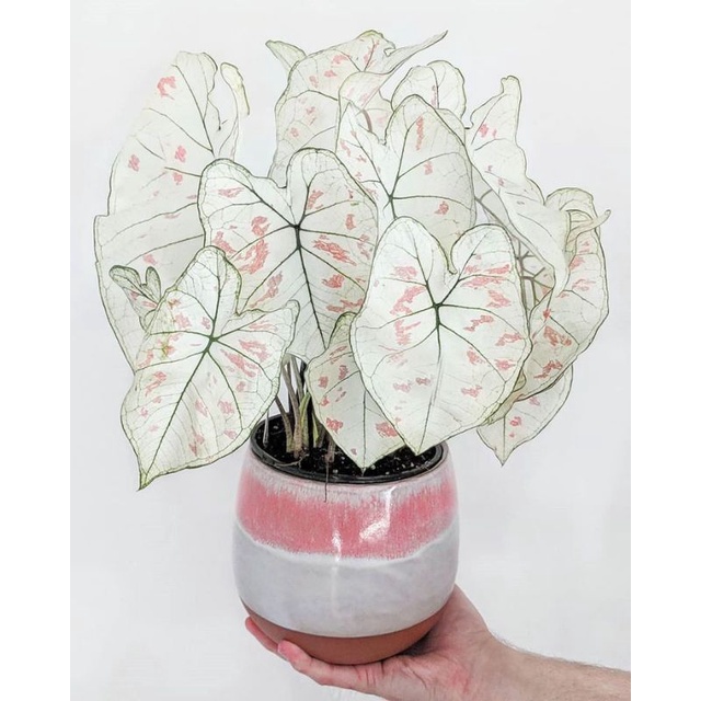 Cây môn dâu - caladium