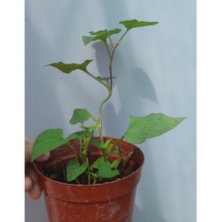 Cây giống RAU DIẾP CÁ (RAU DẤP CÁ - 10-15 cây)