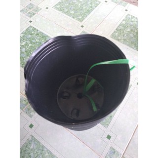 chậu nhựa size 8,