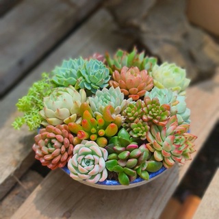 Combo 10 sen nhỏ đủ màu đủ loại