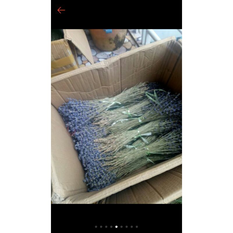Bó hoa lavender oải hương khô thuần túy 200 cành