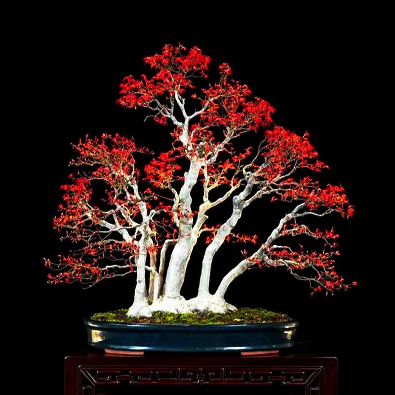 hạt giống phong đỏ Nhật Bản 10h