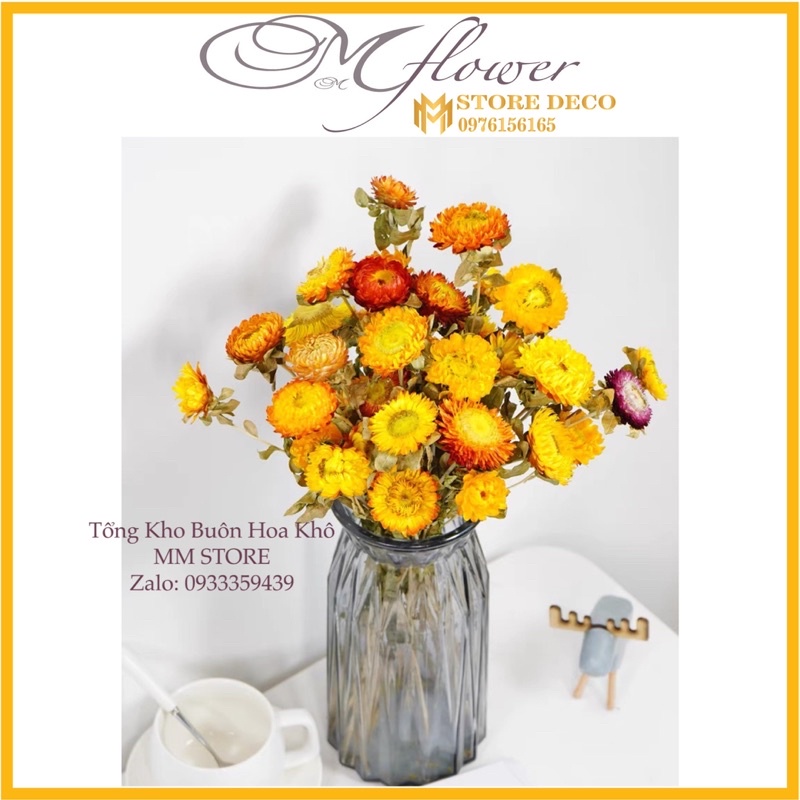 1 bó dài 60cm Hoa Bất Tử ❤️ Hoa khô Cúc Bất Tử trang trí cực đẹp (Hàng loại 1) hoa deco chụp ảnh