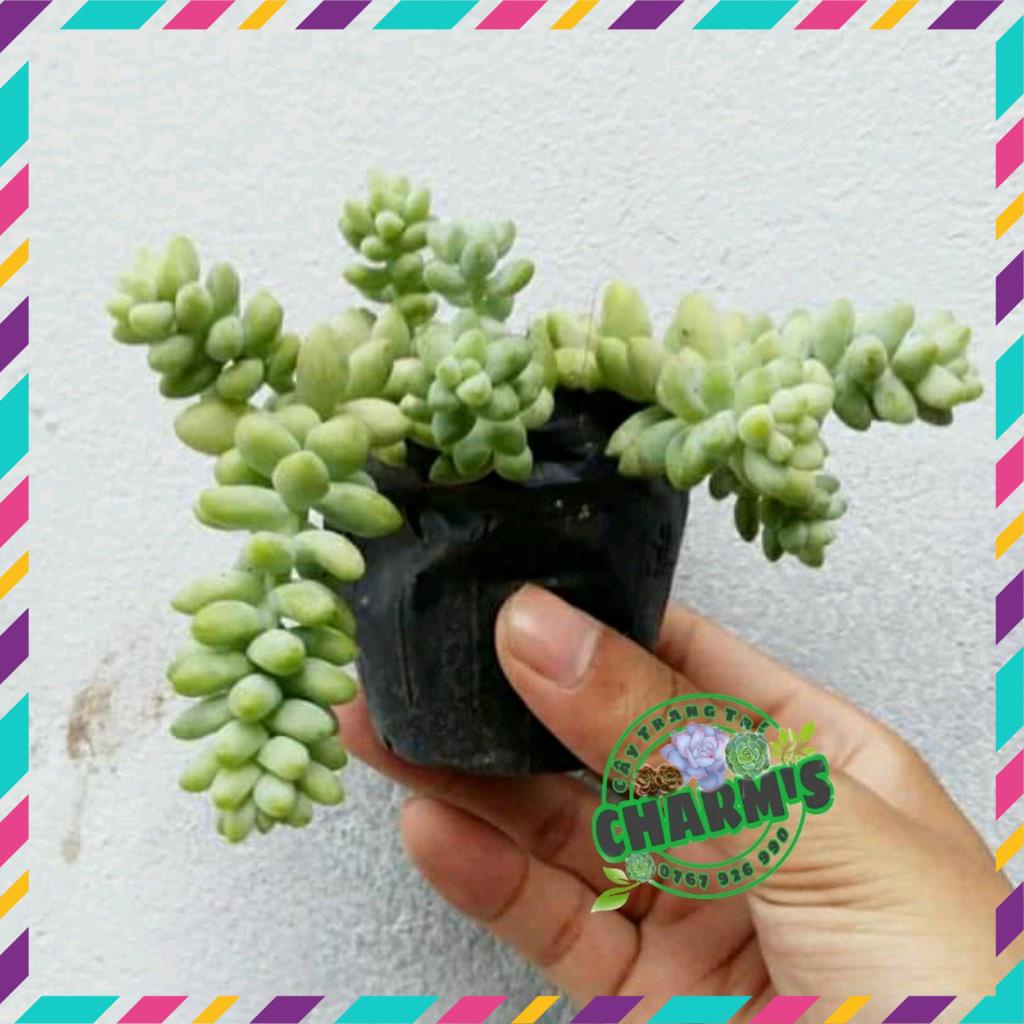SEN ĐÁ CHUỖI NGỌC BI siêu xinh ( DỄ TRỒNG, ĐÃ THUẦN KHÍ HẬU )