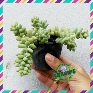 - sen đá chuỗi ngọc bi siêu xinh