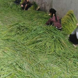 1KG CỐM TƯƠI