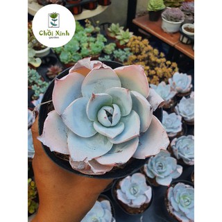 Sen đá Cante Hạc giấy size chậu 12cm
