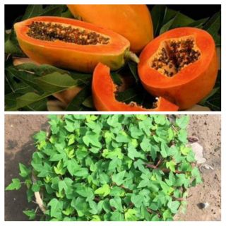 Cây giống đu đủ Đài Loan