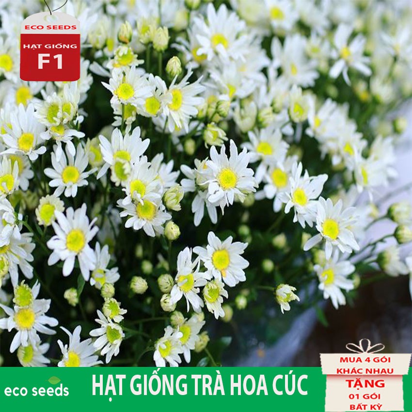 HẠT GIỐNG TRÀ HOA CÚC H1 Eco seeds KLT 3g. Hoa cúc nhỏ có màu trắng hoặc vàng. Có vị ngọt hơi đắng, tính mát. Dùng an th