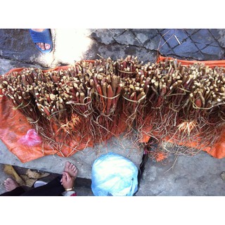 Sâm cau rừng 1kg