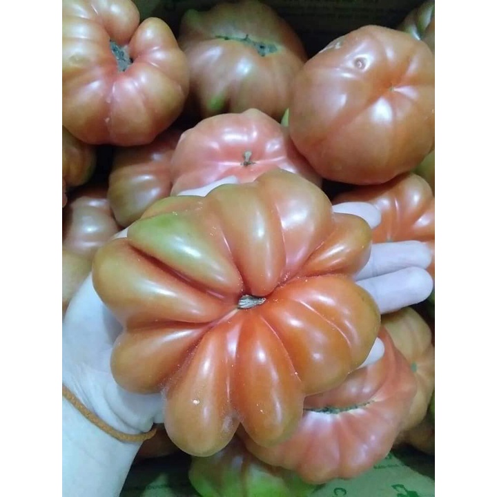 Hạt cà chua múi Nghệ An nảy mầm 100%