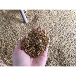 300g phân gà ủ hoai mục