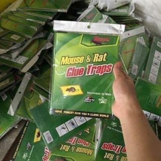 Keo dính chuột xanh