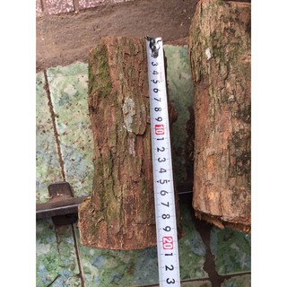 5 khúc gỗ vú sữa ghép lan đường kính 7-8cm dài 20 cm