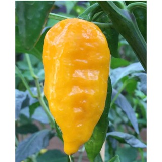 Hạt ớt giống  Yellow Devil Pepper