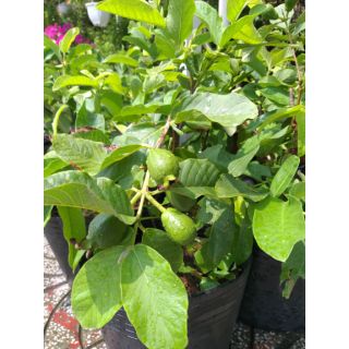 Cây ổi đang có trái