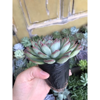 Sen đá Viền hồng size bầu
