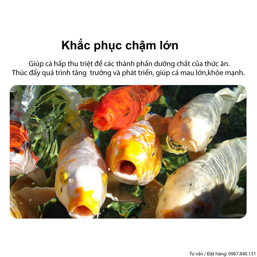 Vitamin tổng hợp dành cho cá cảnh, cá koi, cá rồng, cá vàng, cá bảy màu 100gr Tăng đề kháng, khắc phục chậm lớn