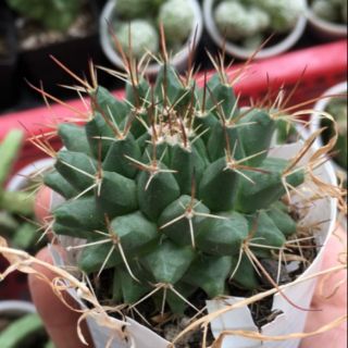 Cây xương rồng sầu riêng nhỏ mini