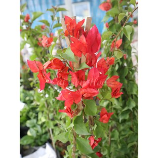 Cây Bông Giấy Hoa Đỏ