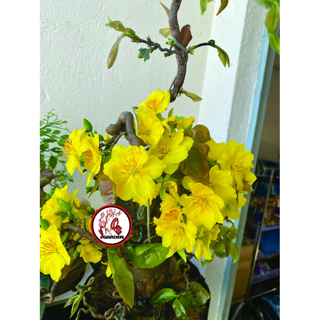 Hoa mai tự quắn độc lạ loại mini và loại trung