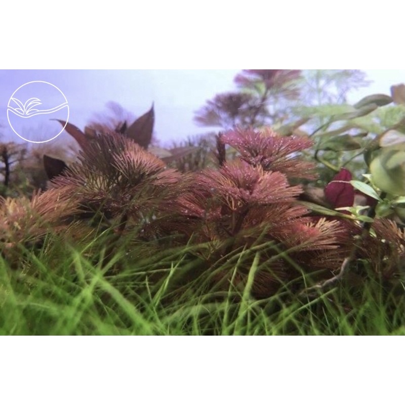 Red Cabomb - Cây Rong La Hán Đỏ - Cây Thủy Sinh