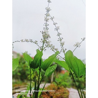 Hoa bách Thủy Tiên