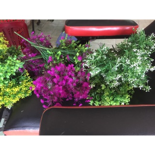Sp chị