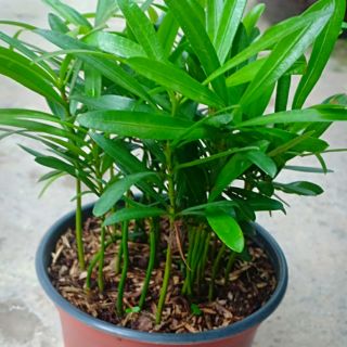 Vạn nien tùng