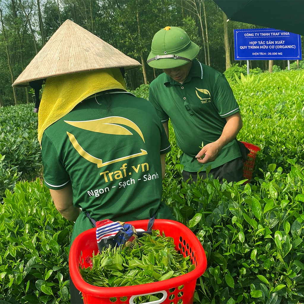 Chè Thái Nguyên Chuẩn VietGAP, ISO, Trà Nõn Tôm Thái Nguyên Vạn Lộc Trà Traf Vina Hộp Thiếc 100G