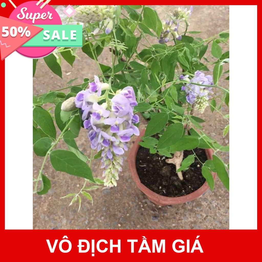 Giống Chuẩn  CÂY GIỐNG HOA TỬ ĐẰNG