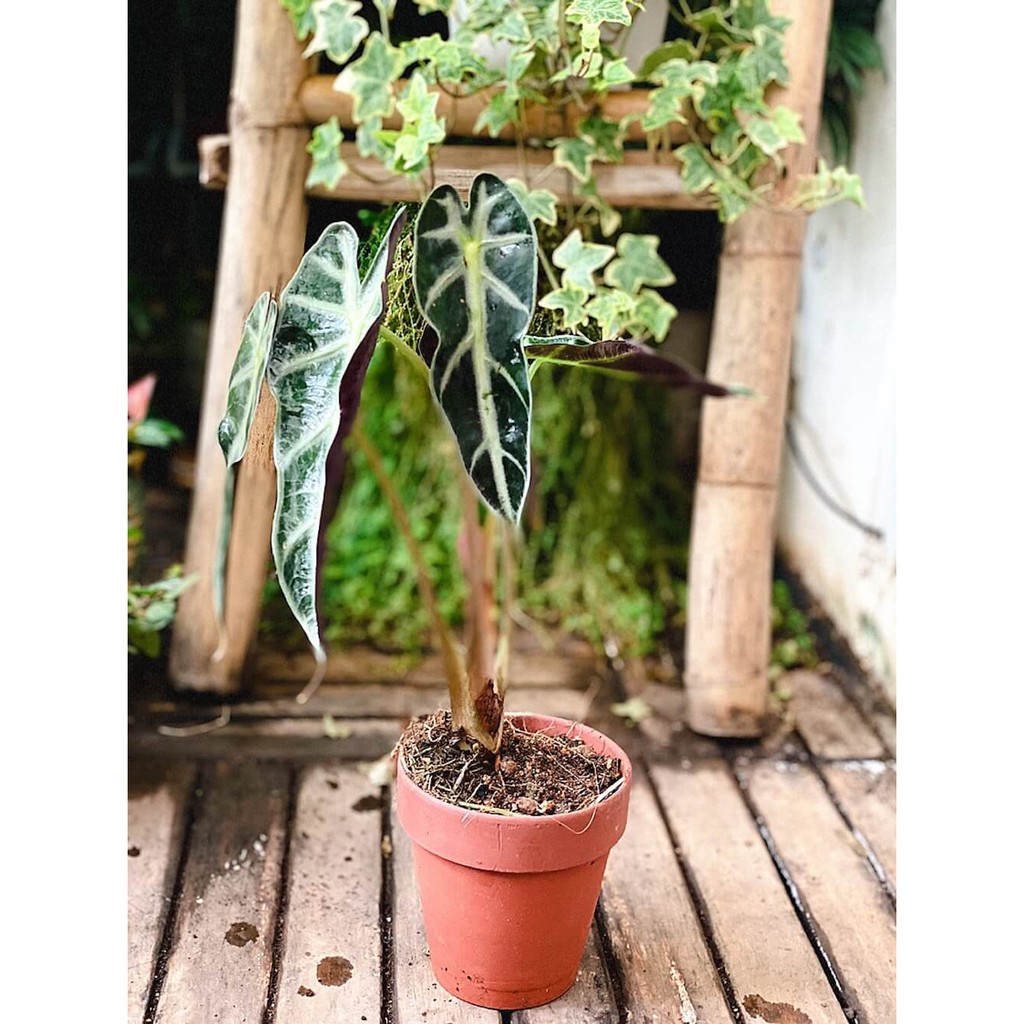 Cây Môn Quan Âm Bambino Lá Hẹp - Alocasia Bambino Narrow Leaf (chậu nhựa hoặc chậu đất nung)