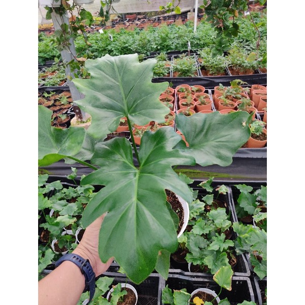 Trầu bà thanh xuân- Philodendron Selloum Split size trung