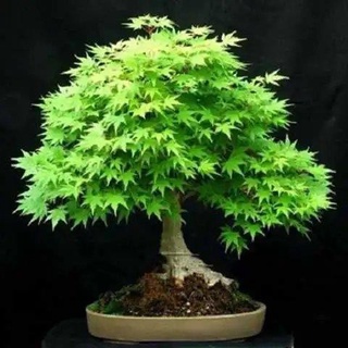 Hạt giống cây phong lá đỏ Các loại hạt giống cây phong dễ trồng 20h
