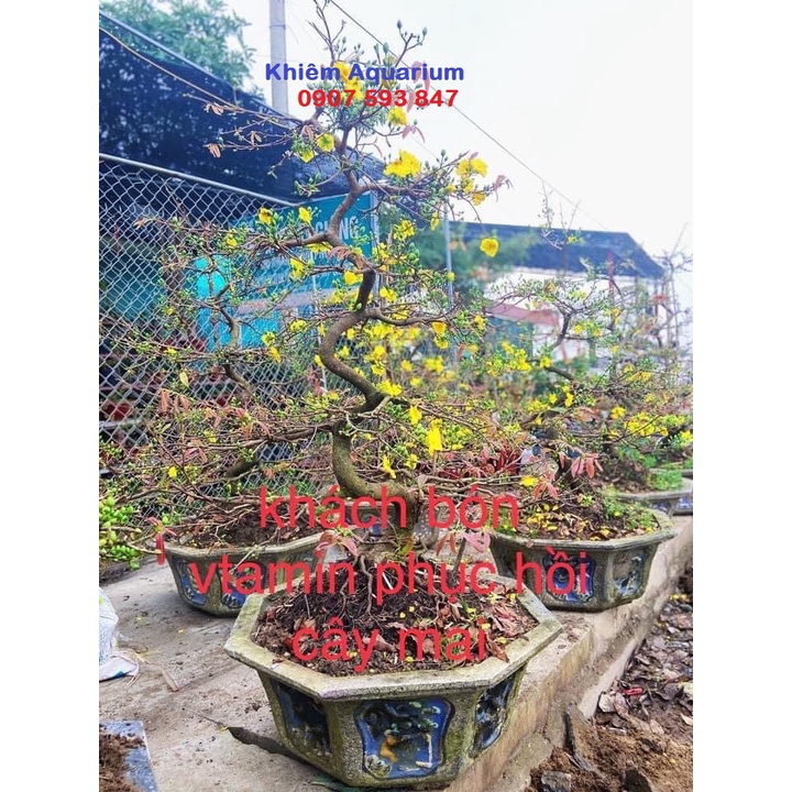 Vitamin tan chậm cho cây cảnh, không mùi, giúp cây phục hồi nhanh 100v