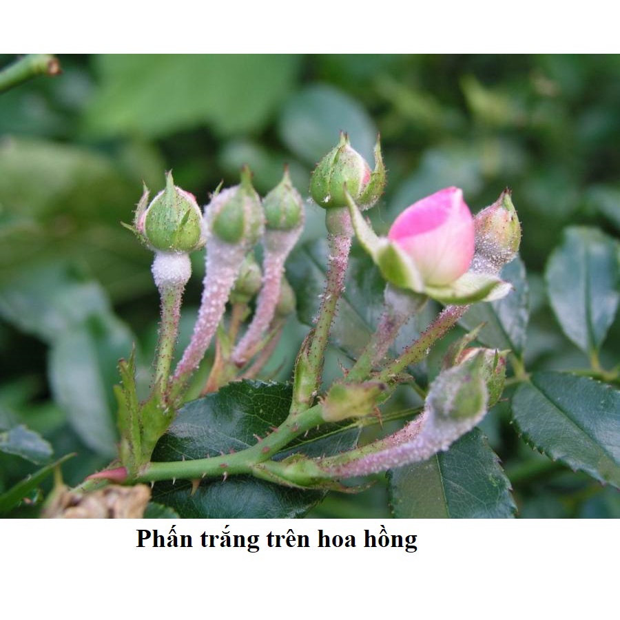 Chế phẩm Biosuper chuyên trừ phấn trắng, sương mai.. trên cây hoa cúc, hồng, ớt,, cây có múi... bột mancozeb xan