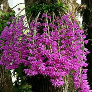Trầm rồng đỏ cây giống