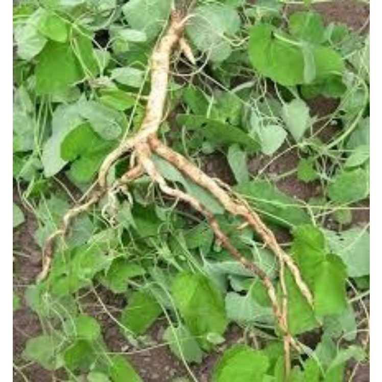 Đẳng sâm tươi Rừng Mường Tè 1kg