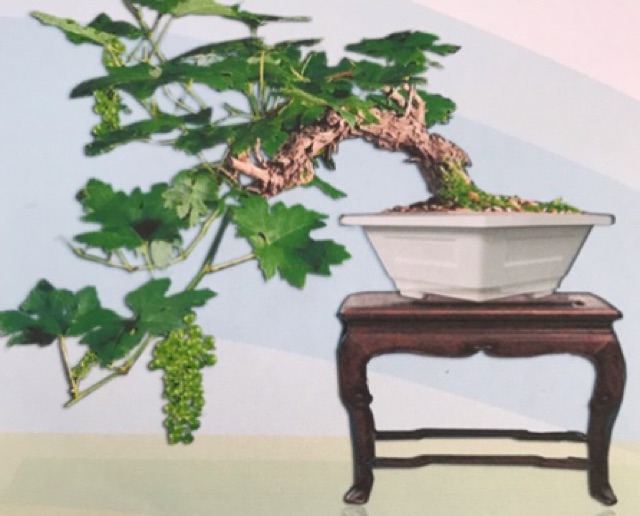 Chậu Bonsai lục giác - size 32