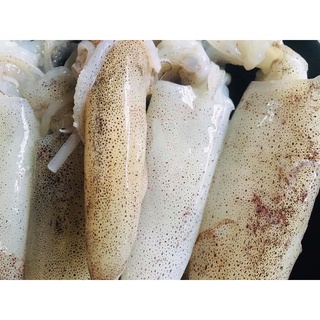 mực ống bạch tuộc đông lạnh