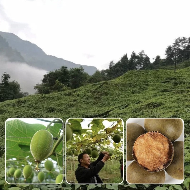 La Hán Quả Hàng Đẹp Quả To Đều Thượng Hạng Giúp Thanh Nhiệt, Giảm Cân, Giảm Stress | Bột Natural