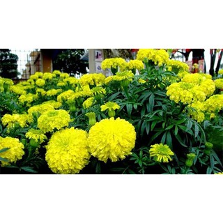 Bộ gói hạt giống Cúc vạn thọ pháp